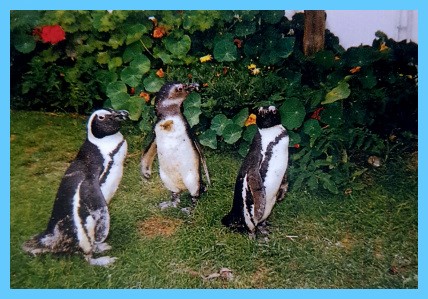 Penguins blue big Penguins blue big